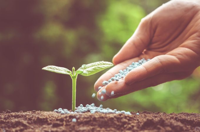 hand of a farmer giving fertilizer to young green plants / nurturing baby plant with chemical fertilizer