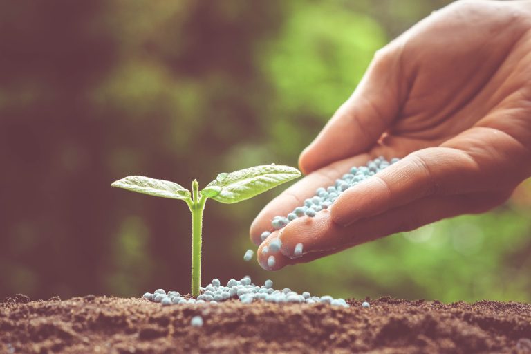 hand of a farmer giving fertilizer to young green plants / nurturing baby plant with chemical fertilizer