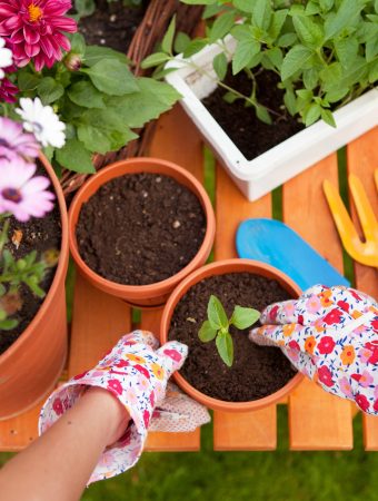 Spring in the garden, potting flowers