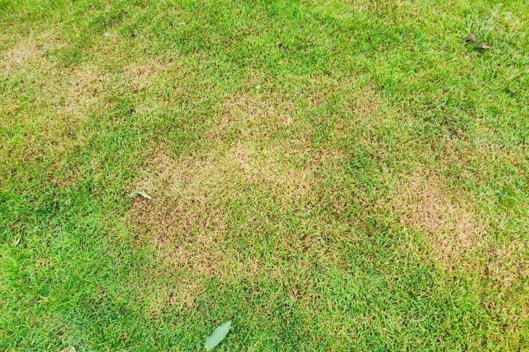 Green lawn with dead spot. disease cause amount of damage to green lawns, lawn in bad condition. Lawn problem