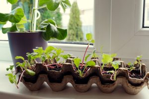 Egg carton planter recycled materials
