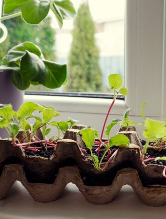 Egg carton planter recycled materials