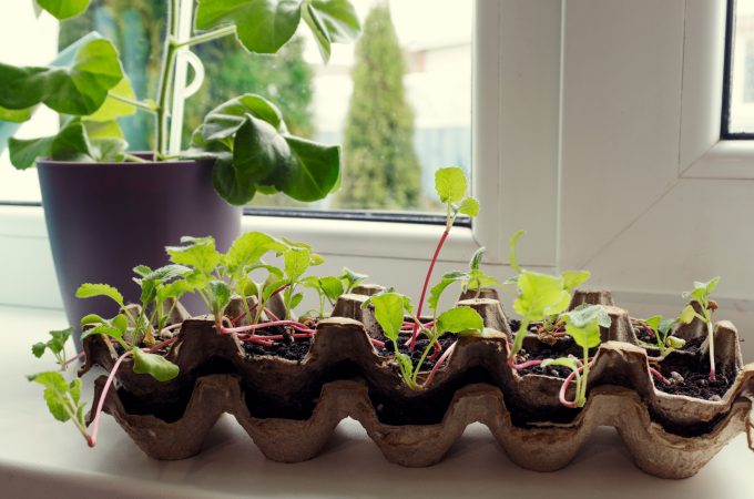 Egg carton planter recycled materials
