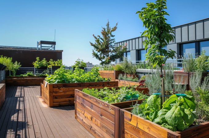 urban garden