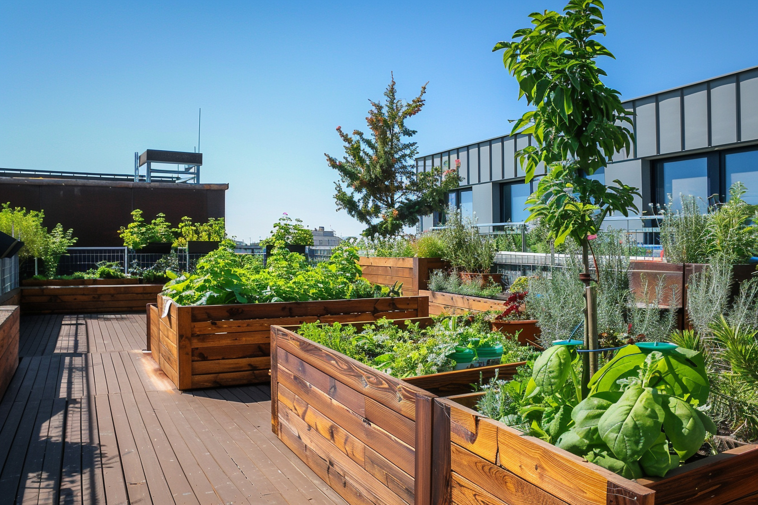 urban garden