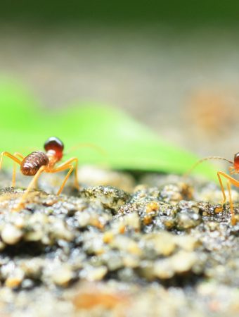 Ants in The Garden