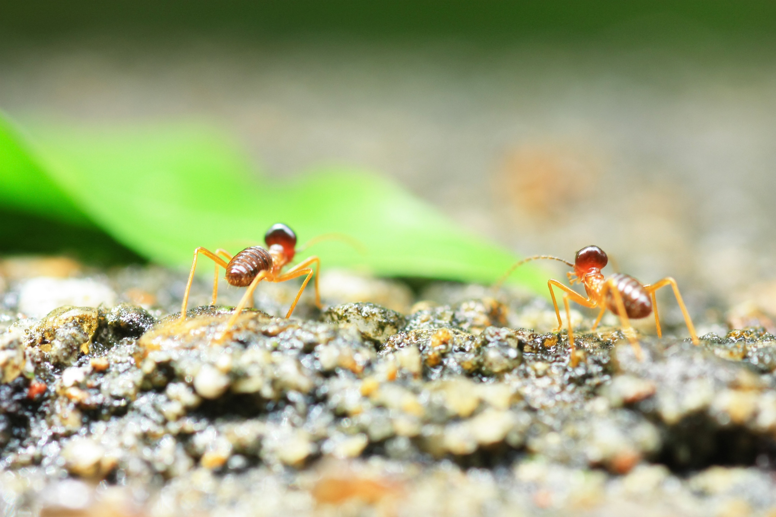 Ants in The Garden