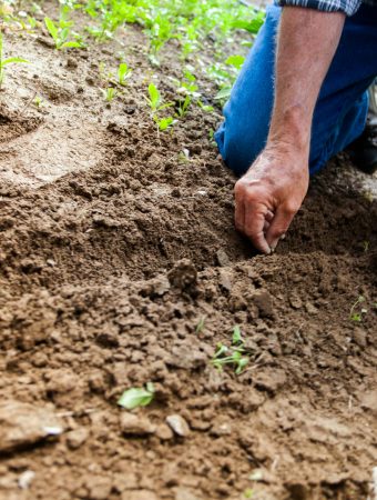 how to garden for free
