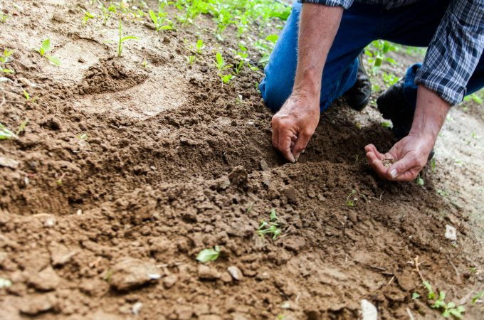how to garden for free