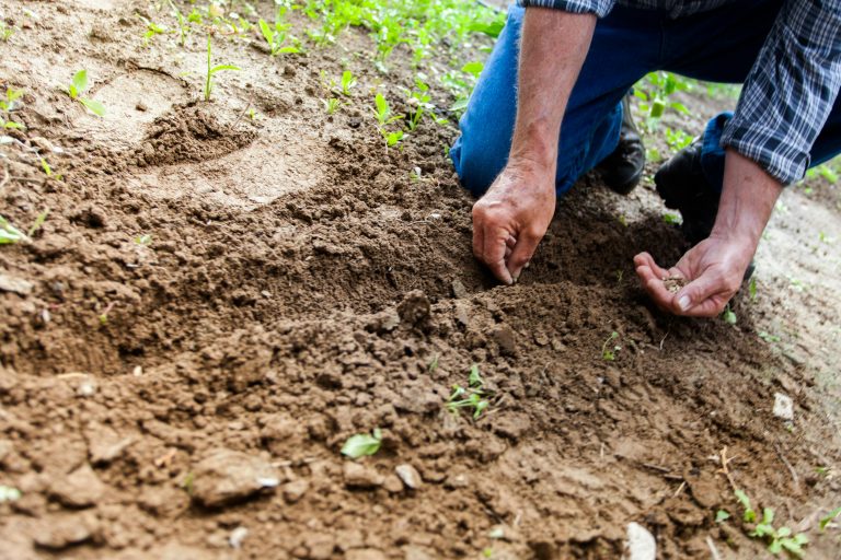 how to garden for free