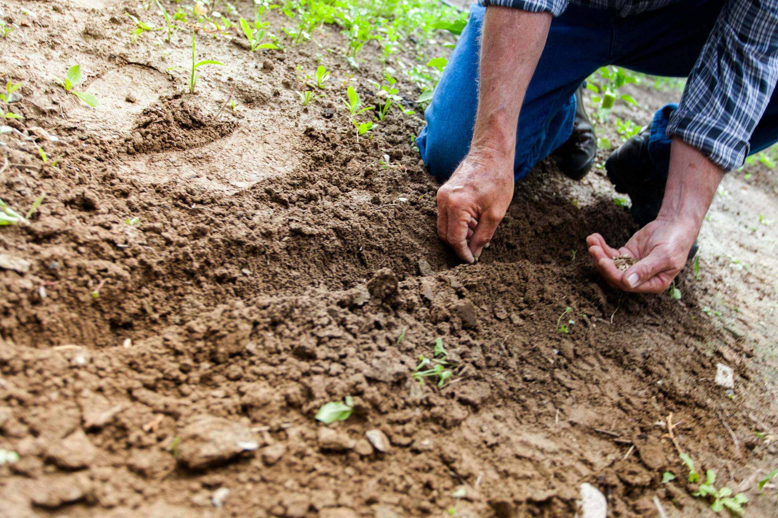 how to garden for free