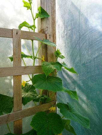 low-cost garden ideas