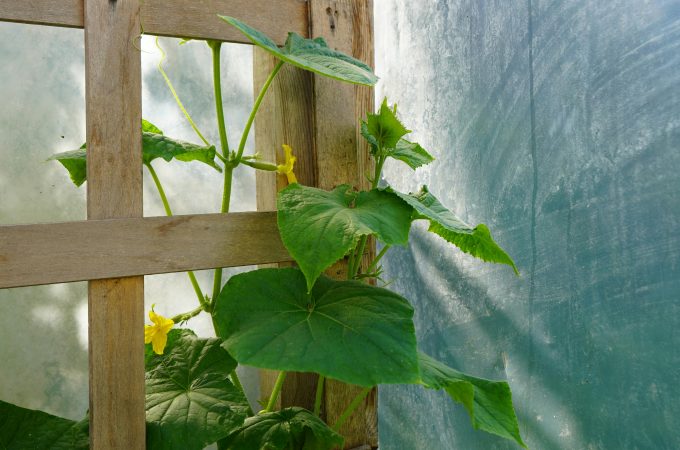 low-cost garden ideas