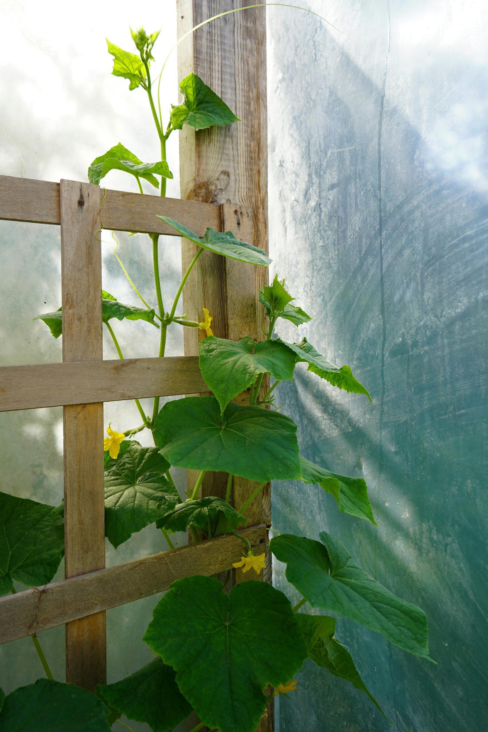 low-cost garden ideas