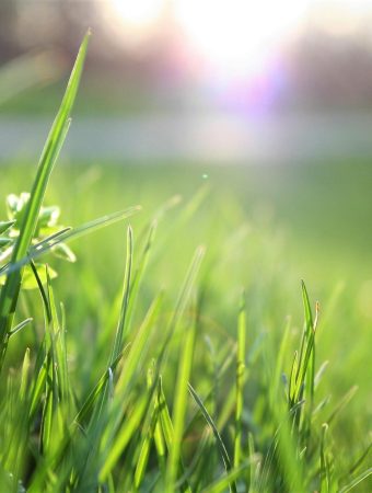 budget friendly landscaping tips