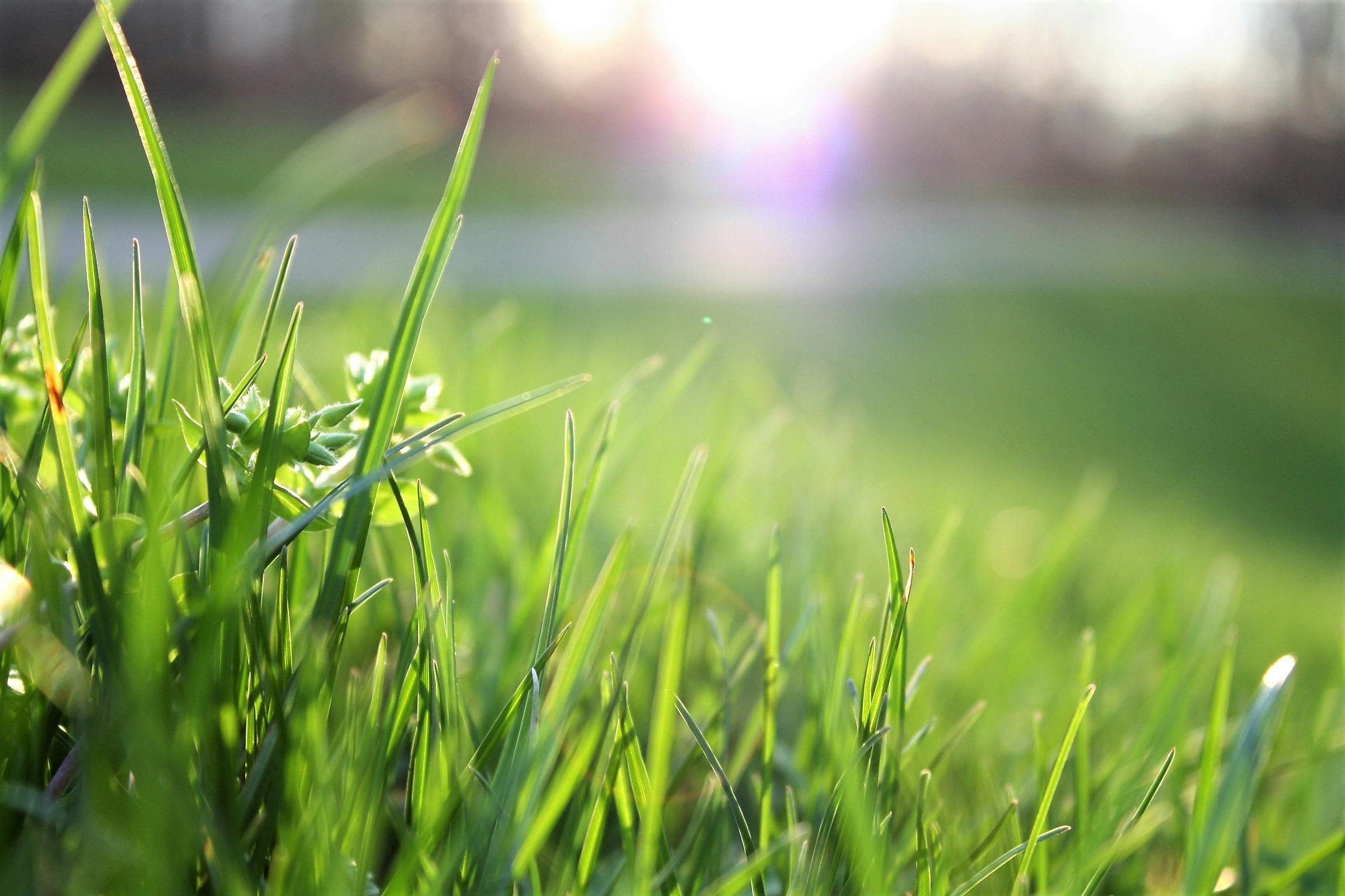 budget friendly landscaping tips