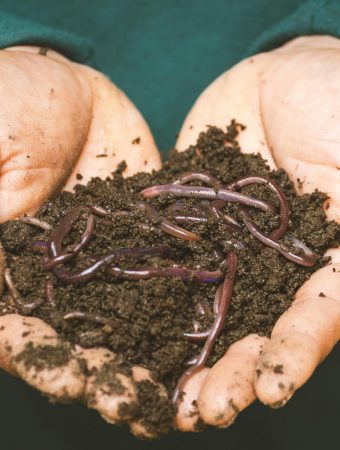 feeding your plants cheaply