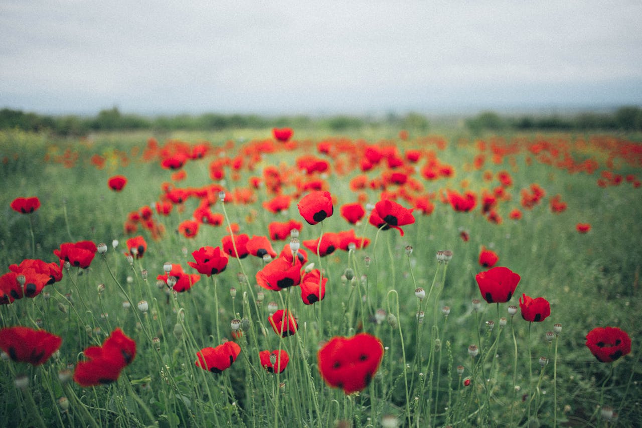low-maintenance flowers
