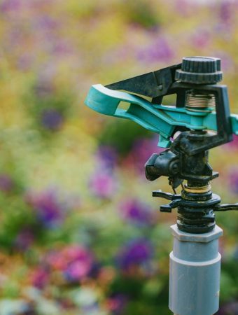 watering schedule during a heatwave