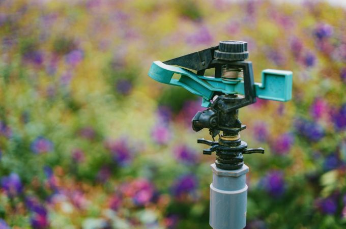 watering schedule during a heatwave