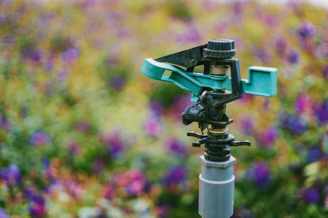 watering schedule during a heatwave