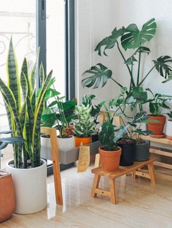 Garden without a backyard
