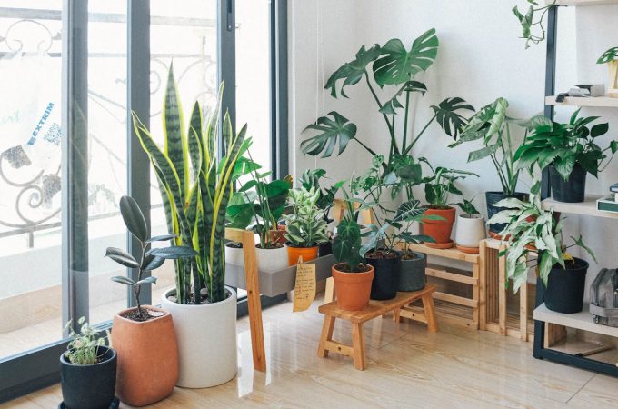 Garden without a backyard