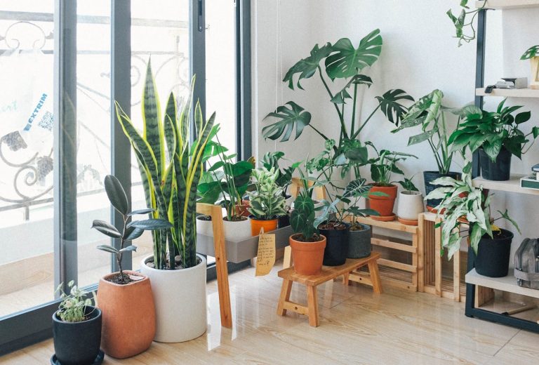 Garden without a backyard