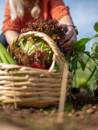 create a grocery garden for less than $20