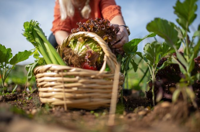 create a grocery garden for less than $20