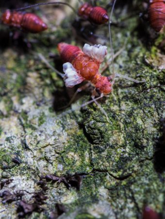 Bugs in your garden that could be ruining your foundation