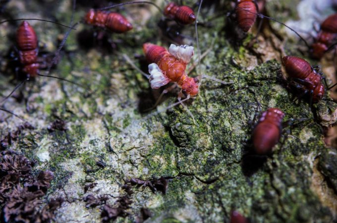 Bugs in your garden that could be ruining your foundation