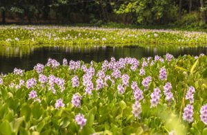 plants that are banned in some states