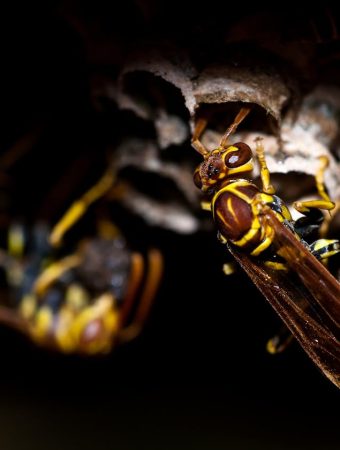 Plants that attract dangerous pests