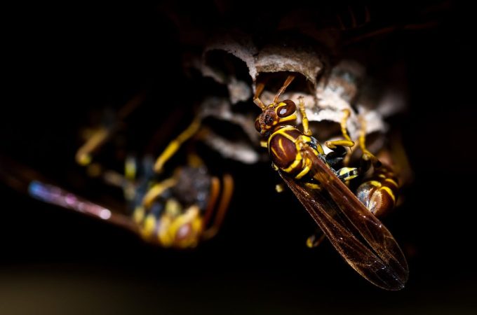 Plants that attract dangerous pests