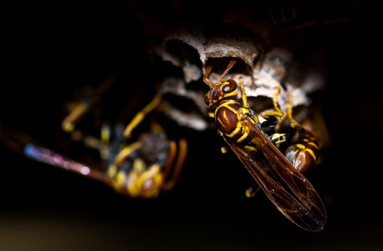 Plants that attract dangerous pests