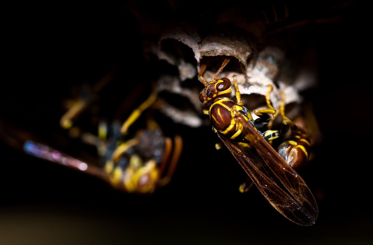 Plants that attract dangerous pests