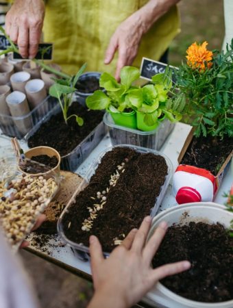 usda free seeds website