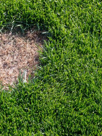 Dead patches of grass