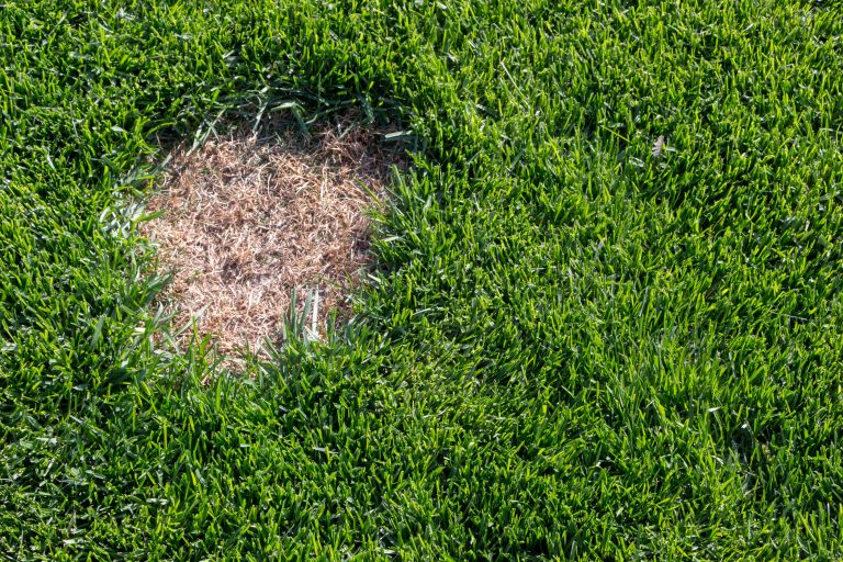 Dead patches of grass