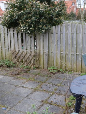 Things growing in your yard that could get you sued.