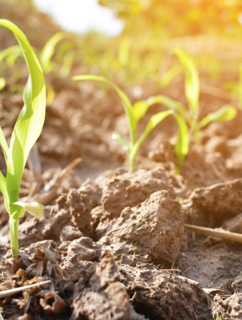 gardening habits that will destroy your soil