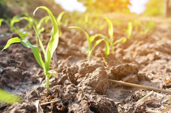 gardening habits that will destroy your soil