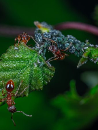 garden insects that can hitchhike into your home