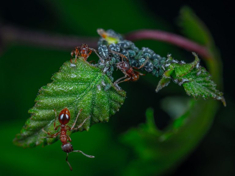 garden insects that can hitchhike into your home