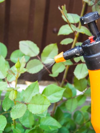 There is a DIY pest spray that works better than store-bought.