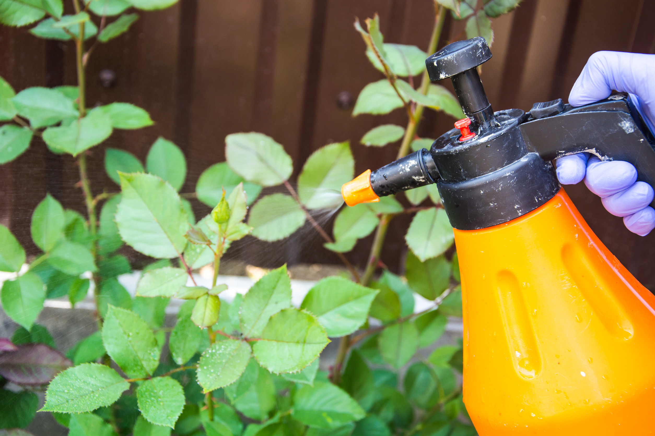 There is a DIY pest spray that works better than store-bought.