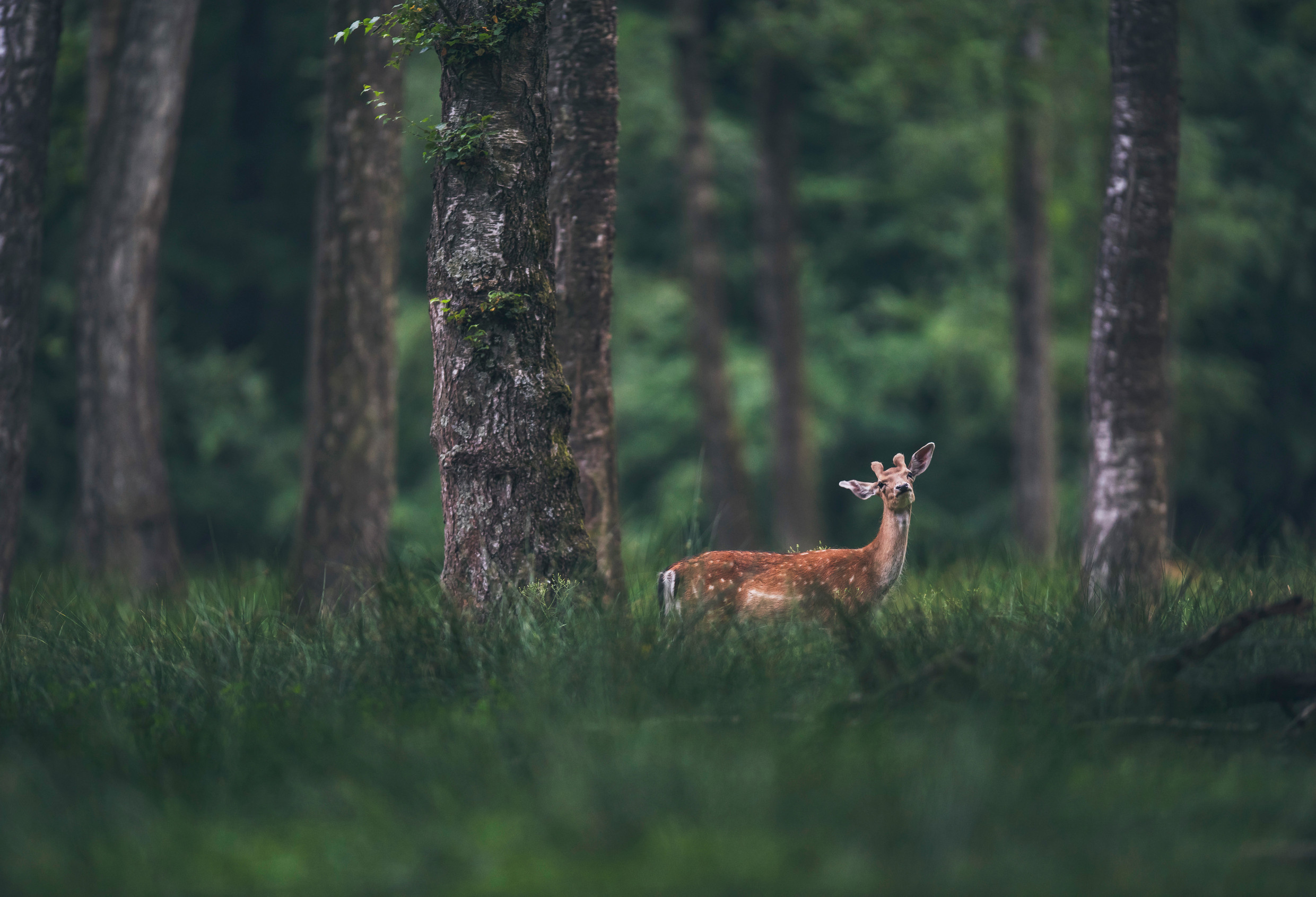 You can build a garden that keeps deer out - without fencing. 