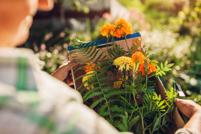 A shade garden strategy turns dead zones into lush retreats.