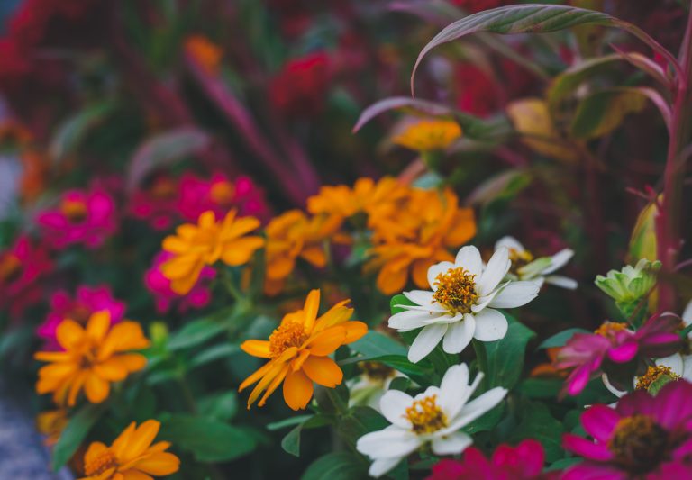 There are 10 perennials to divide before first frost.